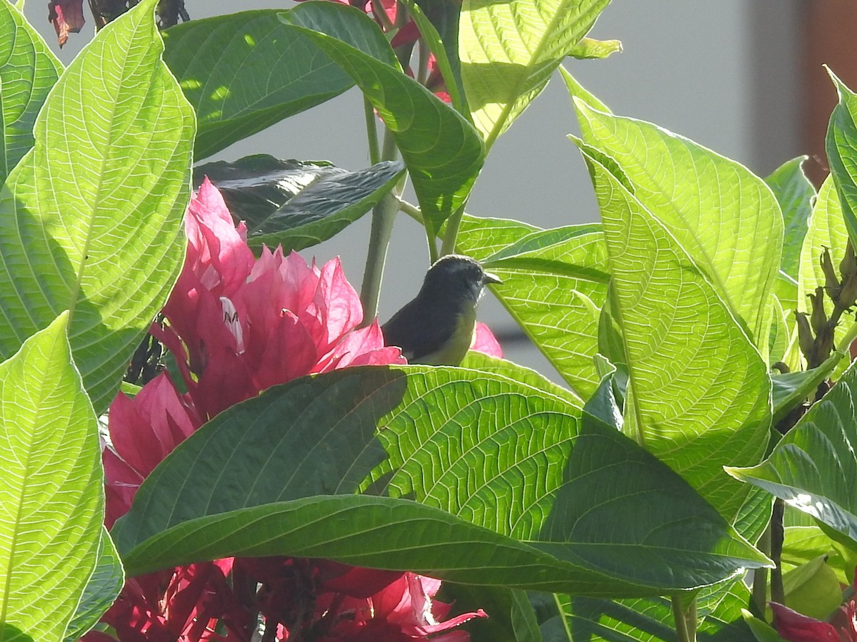 Zuckervogel - ML645839116