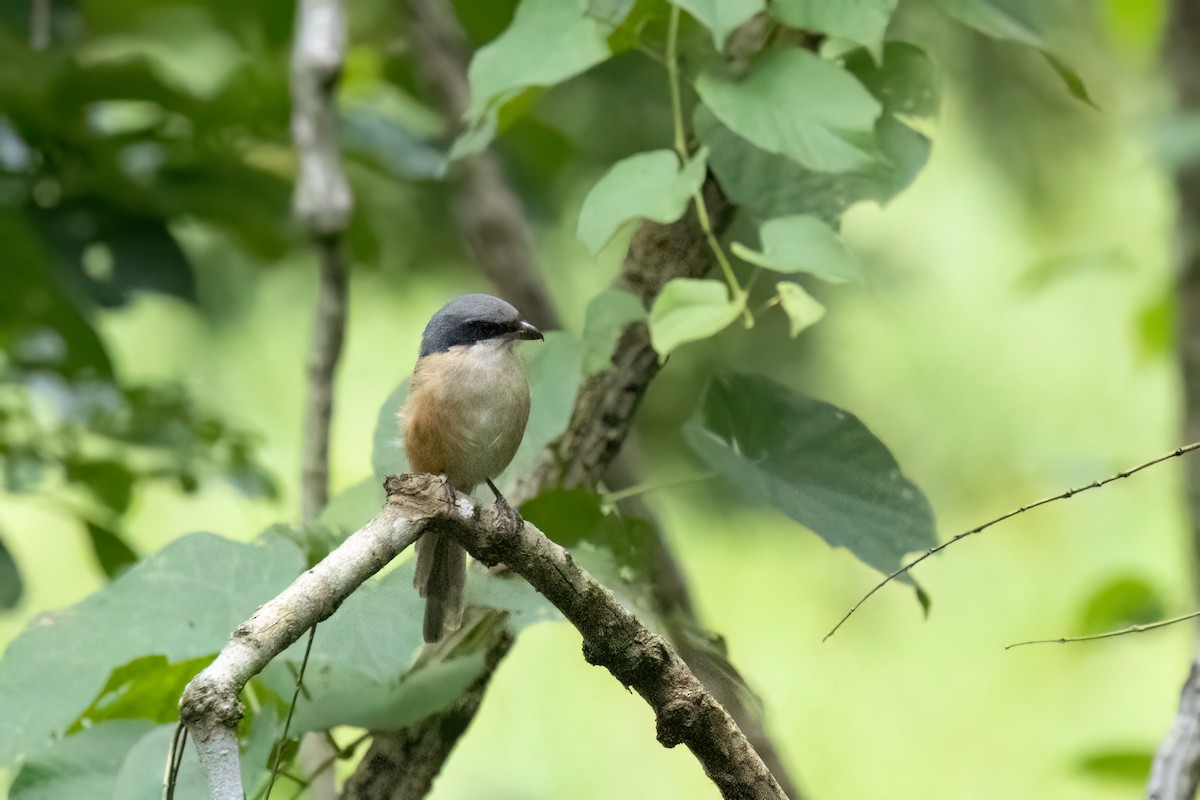 Tibetwürger - ML645839126