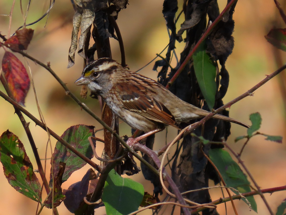 White-throated Sparrow - ML645839127
