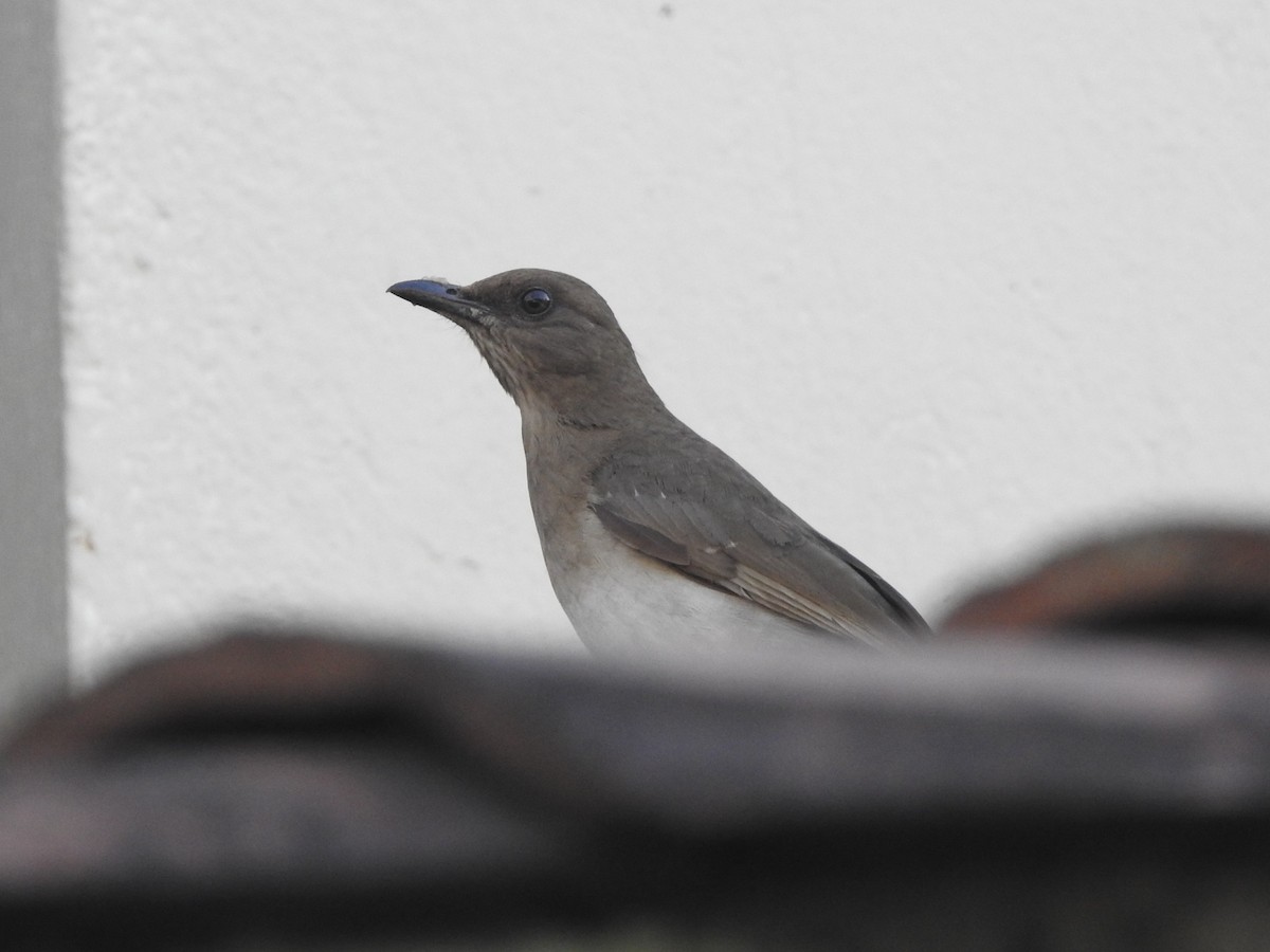 Black-billed Thrush - ML645839131