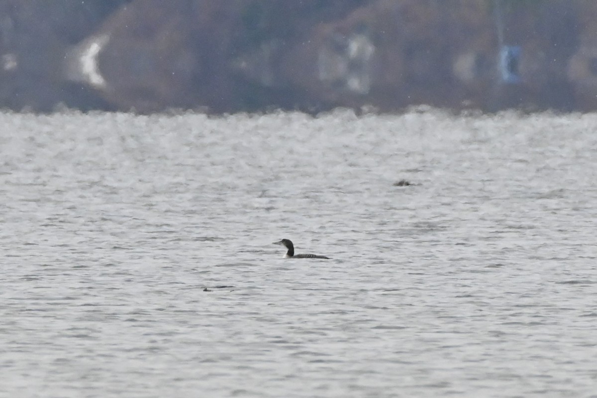 potáplice lední - ML645839132