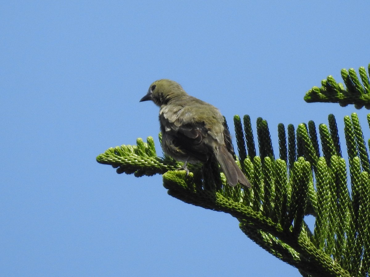 Tangara Palmera - ML645839136