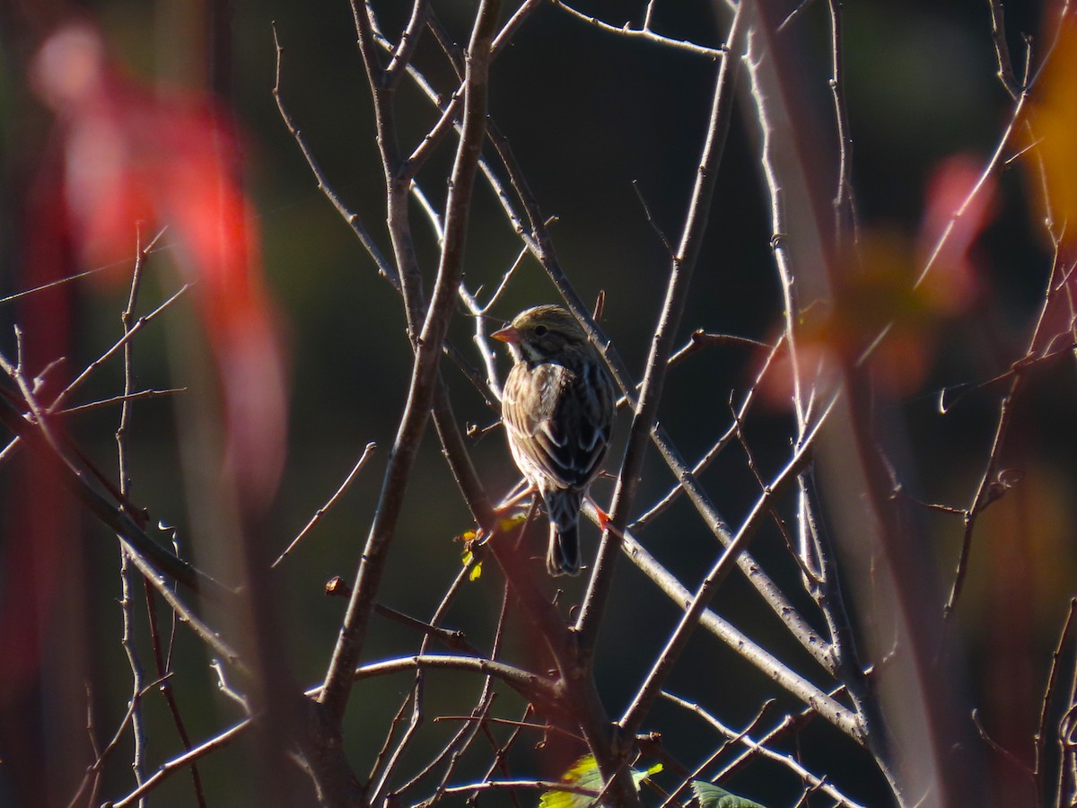 Пасовник савановий - ML645839138