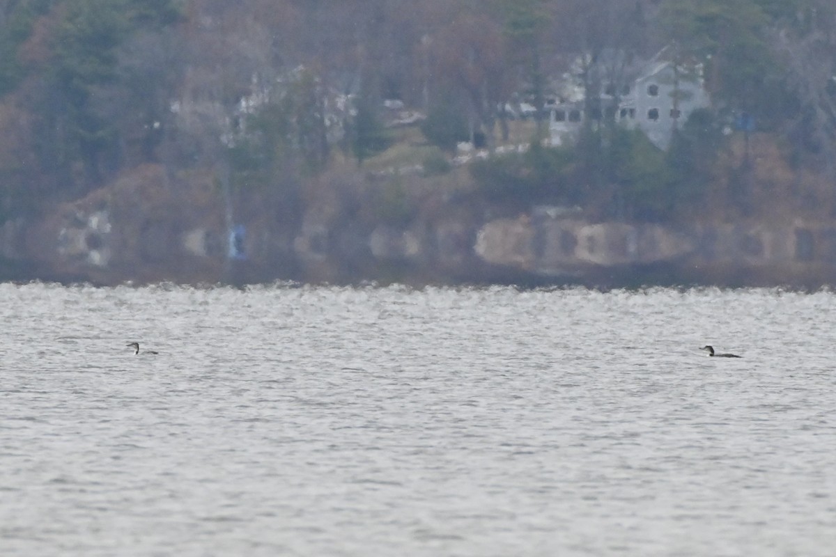 potáplice lední - ML645839140