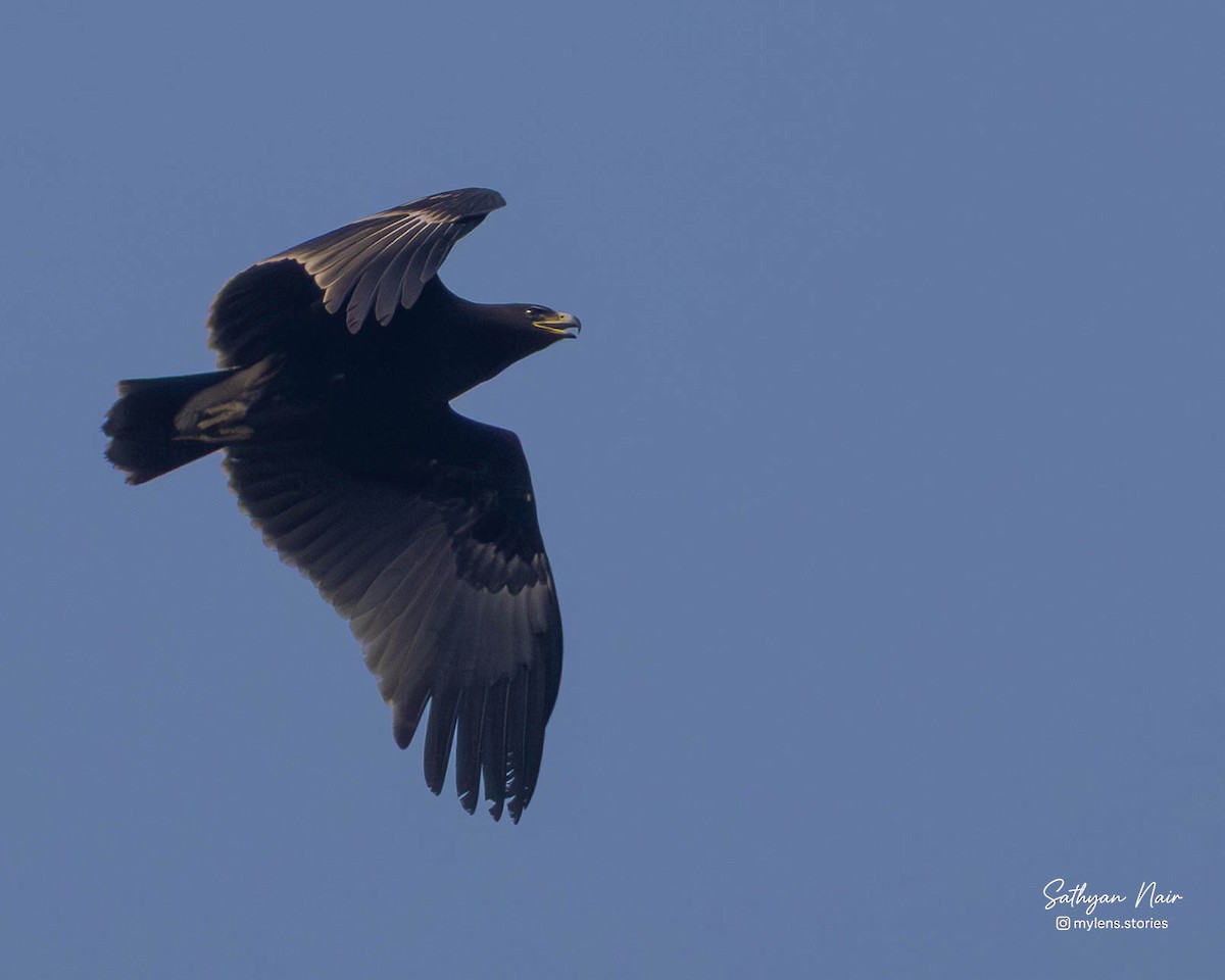 Schelladler - ML645839143