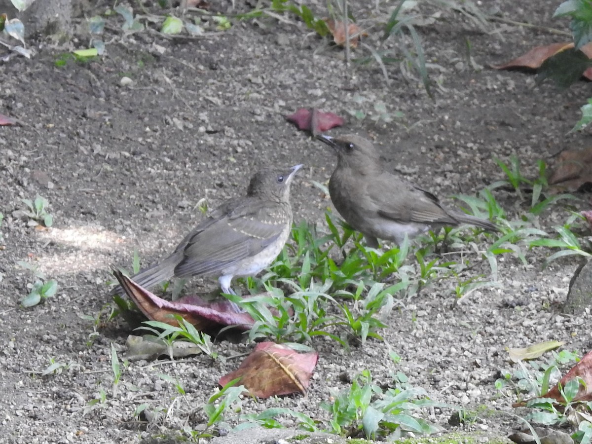 Black-billed Thrush - ML645839149