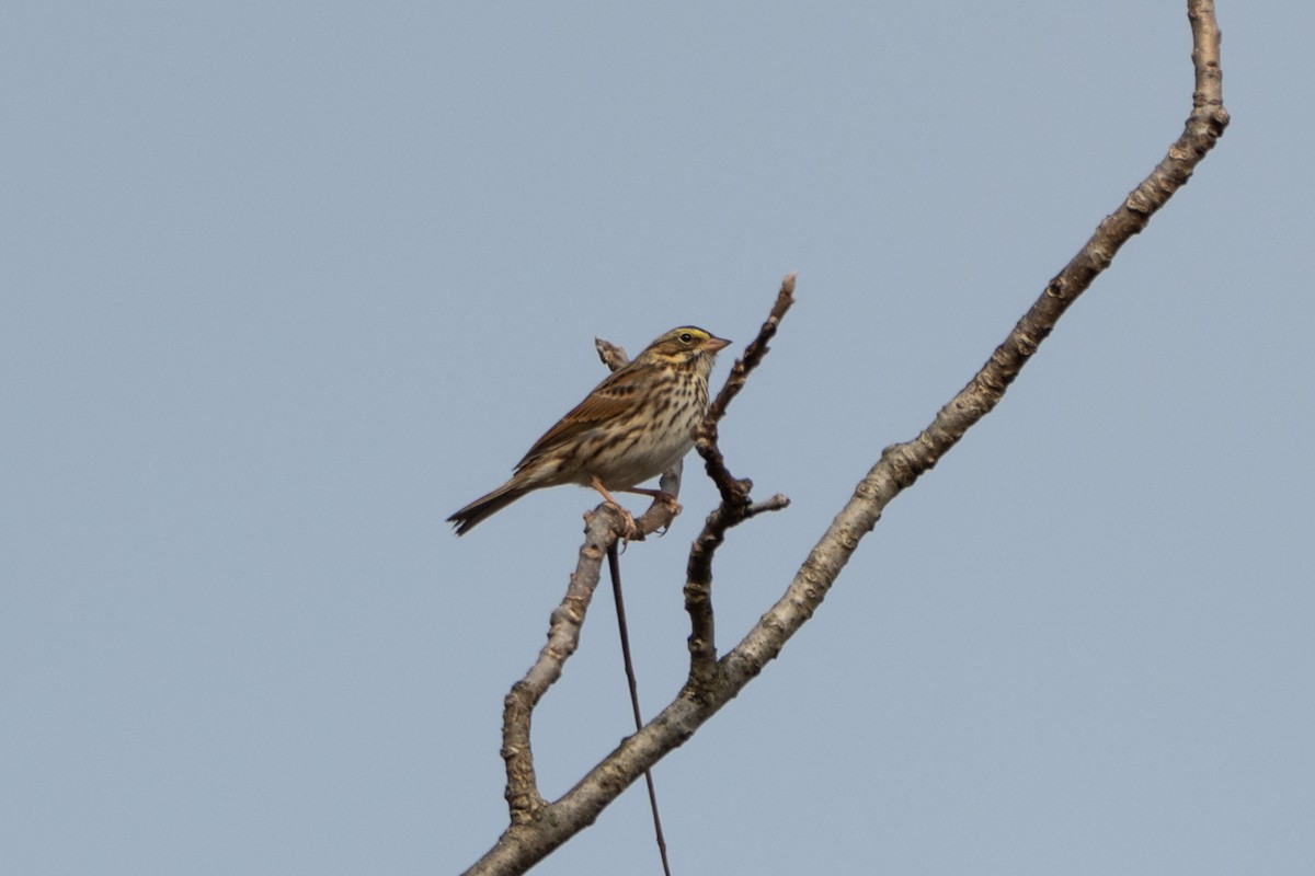 Пасовник савановий - ML645839153