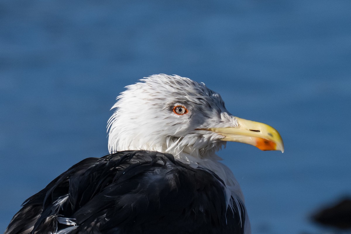 Great Black-backed Gull - ML645839156