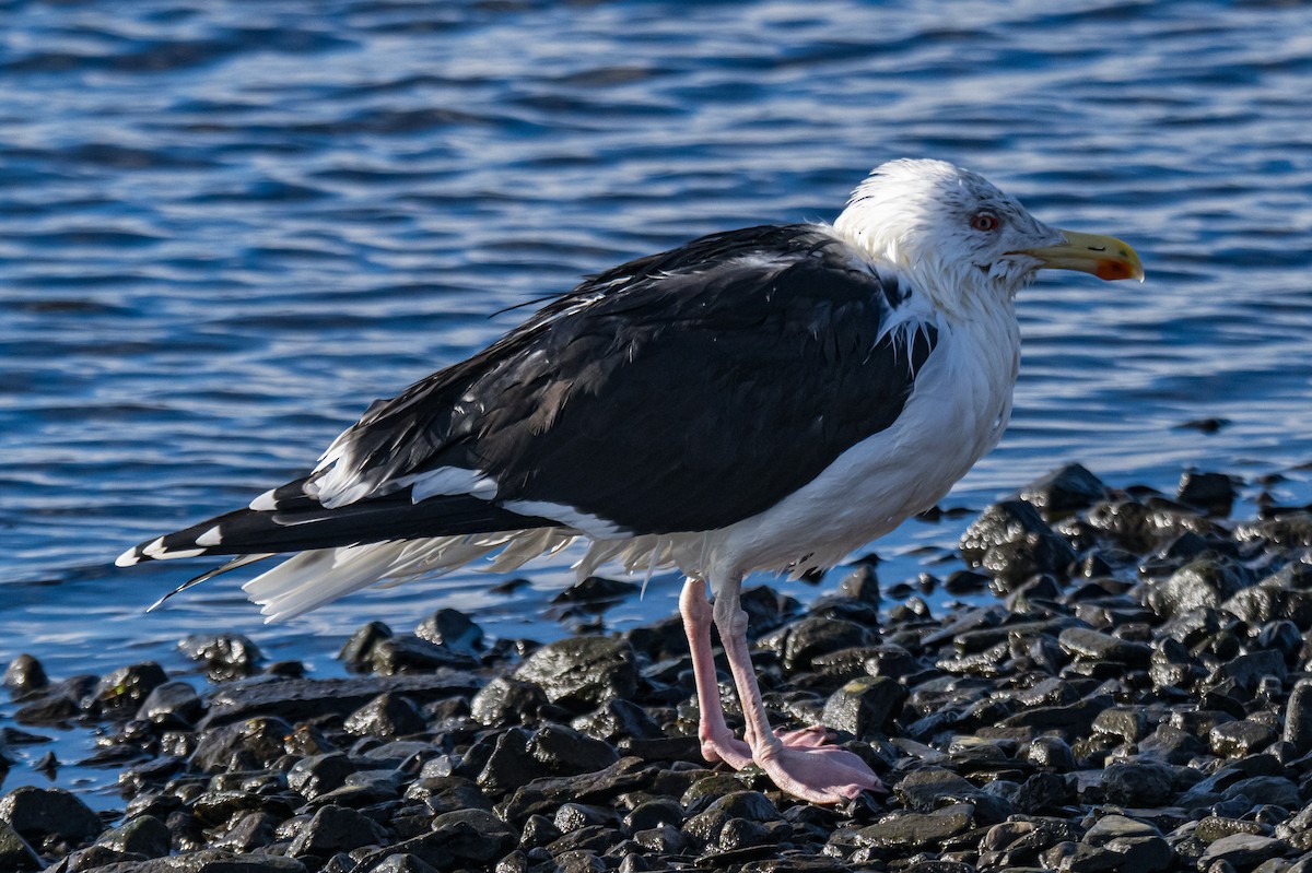 Great Black-backed Gull - ML645839157