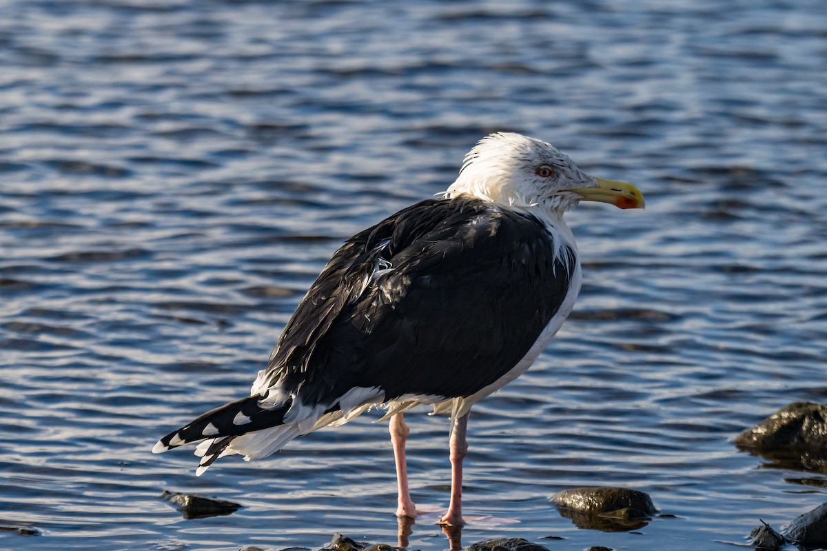 Great Black-backed Gull - ML645839158