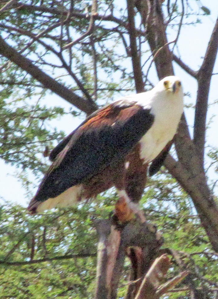 flodørn - ML645839159