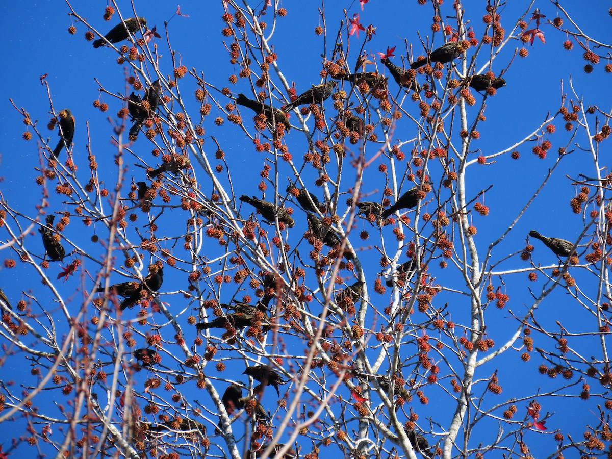 Red-winged Blackbird - ML645839162