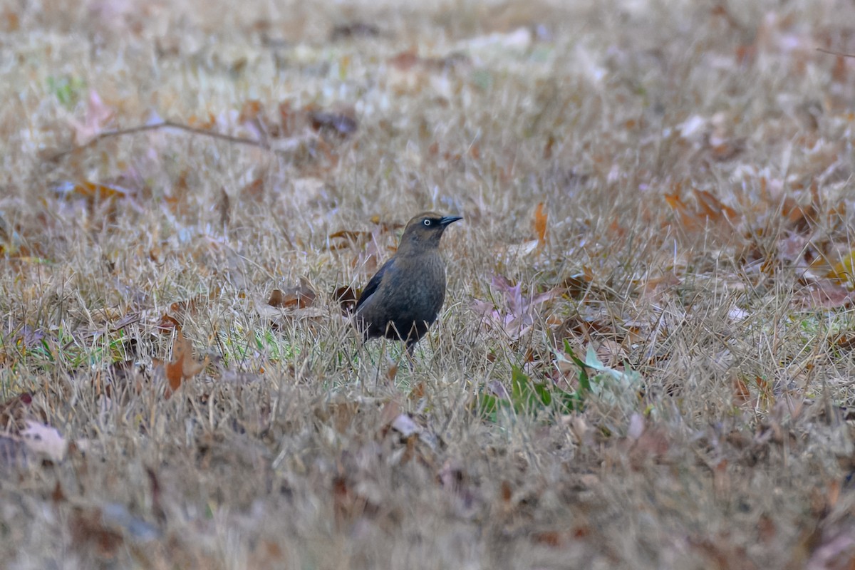 Rusty Blackbird - ML645839163