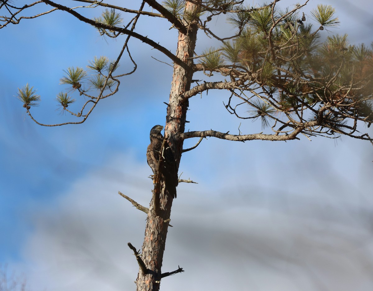 Bald Eagle - ML645839172