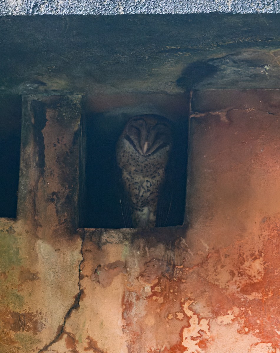 Andaman Masked-Owl - ML645839174