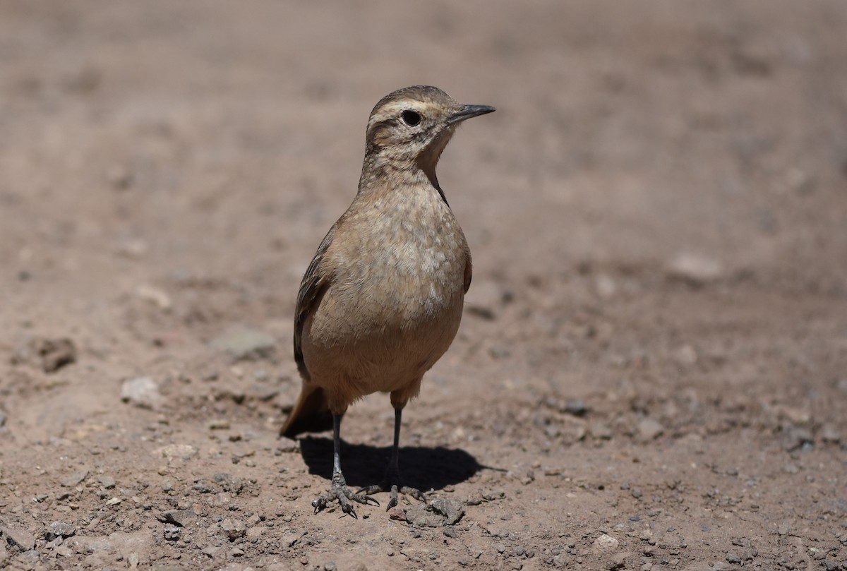 Rufous-banded Miner - ML645839175
