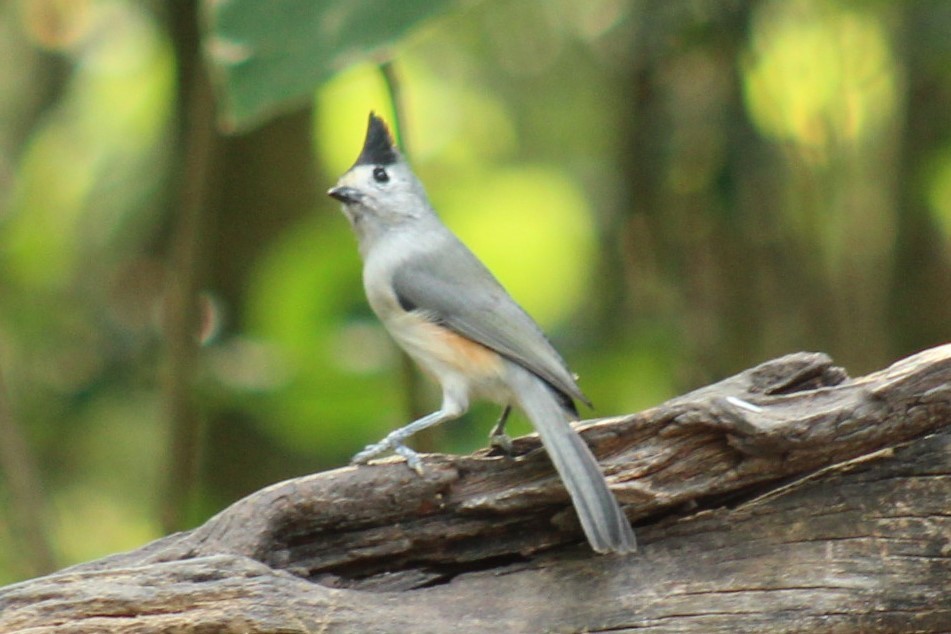 Black-crested Titmouse - ML645839176