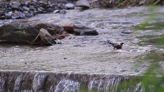 Brown Dipper - ML645839177