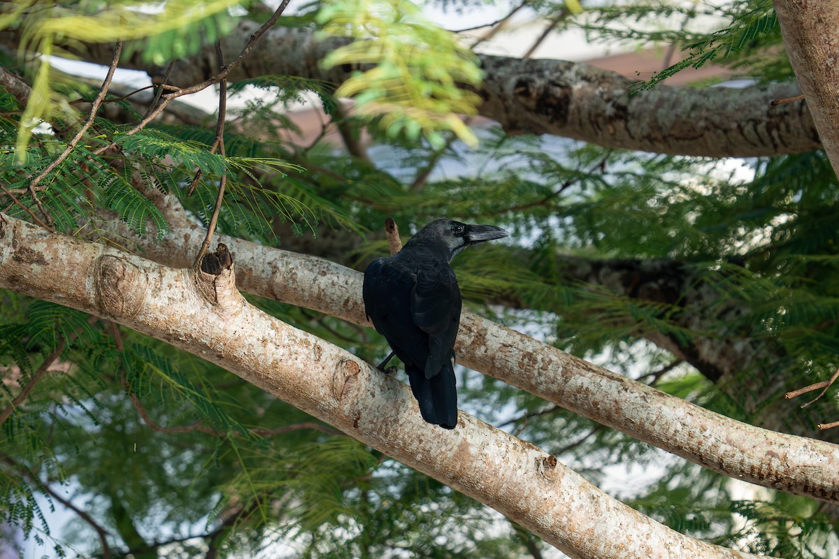 Large-billed Crow - ML645839178