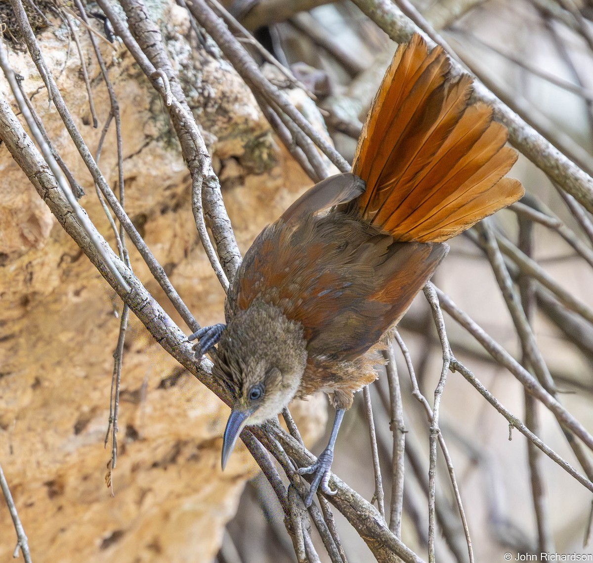 Chestnut-backed Thornbird - ML645839179