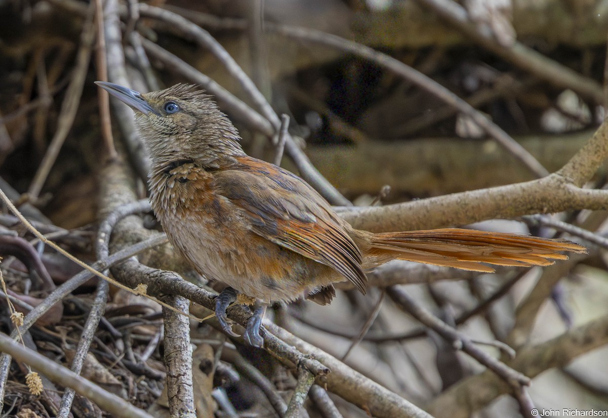 Chestnut-backed Thornbird - ML645839180