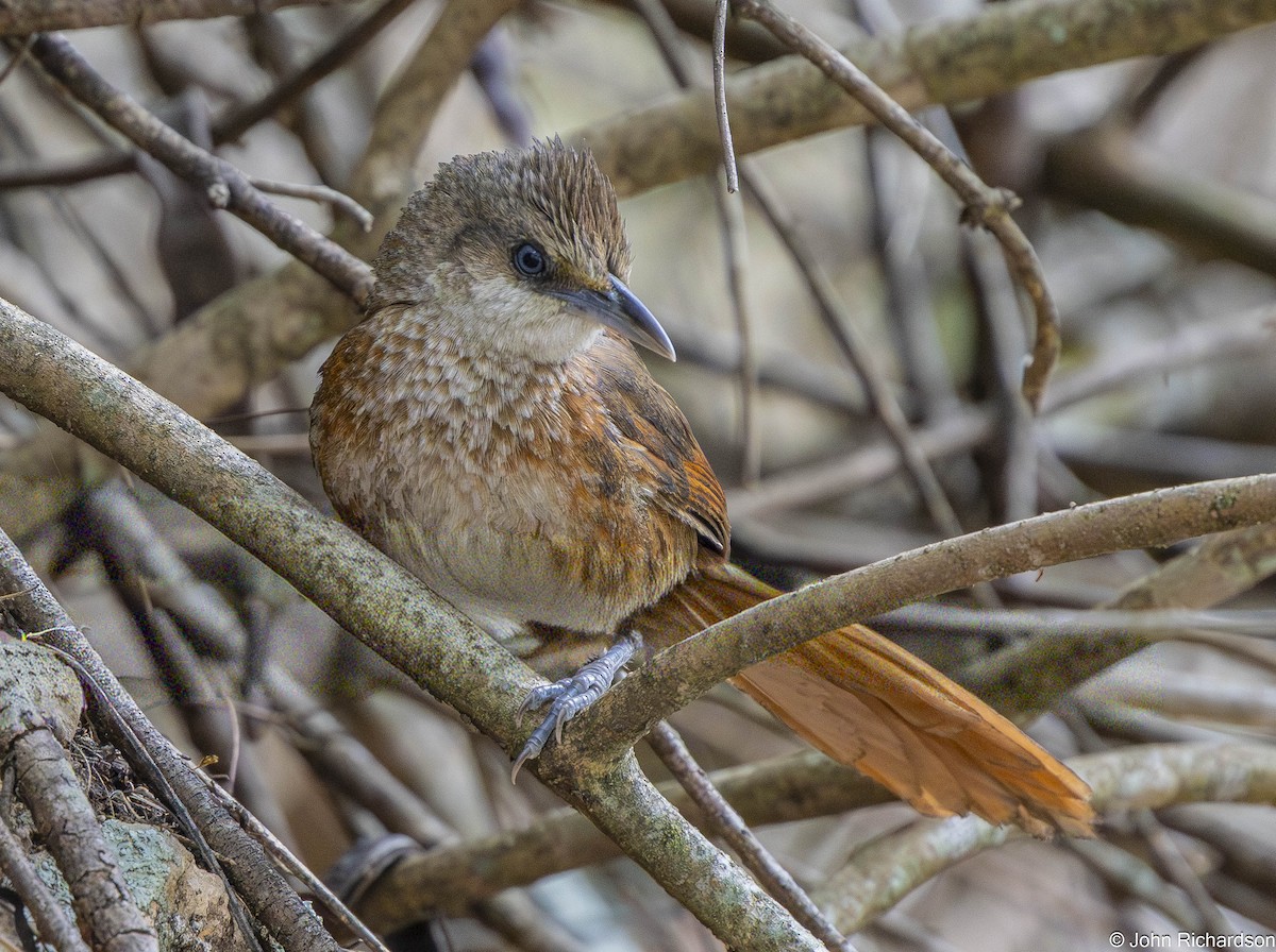 Chestnut-backed Thornbird - ML645839181