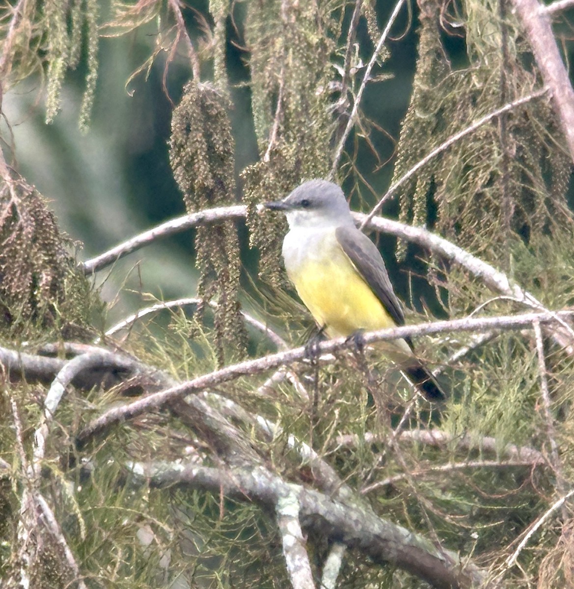 Western Kingbird - ML645839182