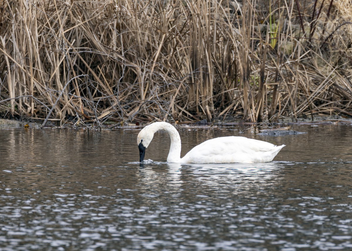Tundra Swan - ML645839183