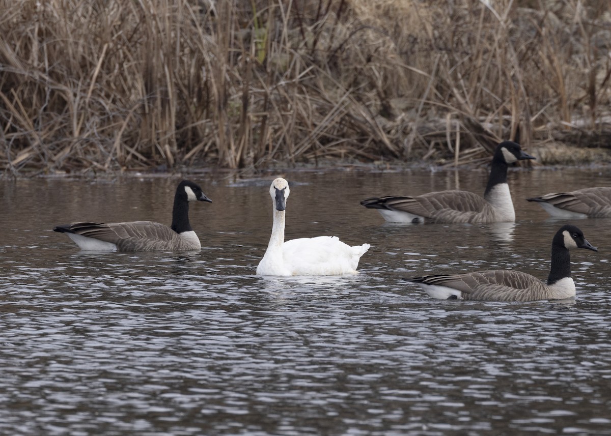 Tundra Swan - ML645839184