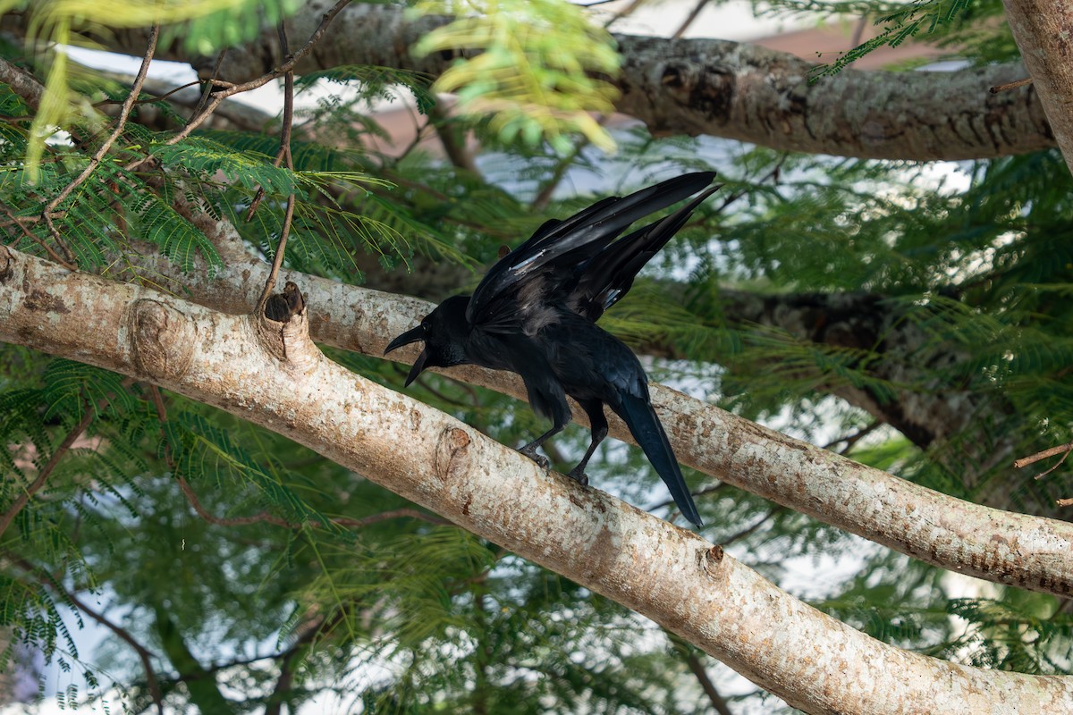 Large-billed Crow - ML645839185