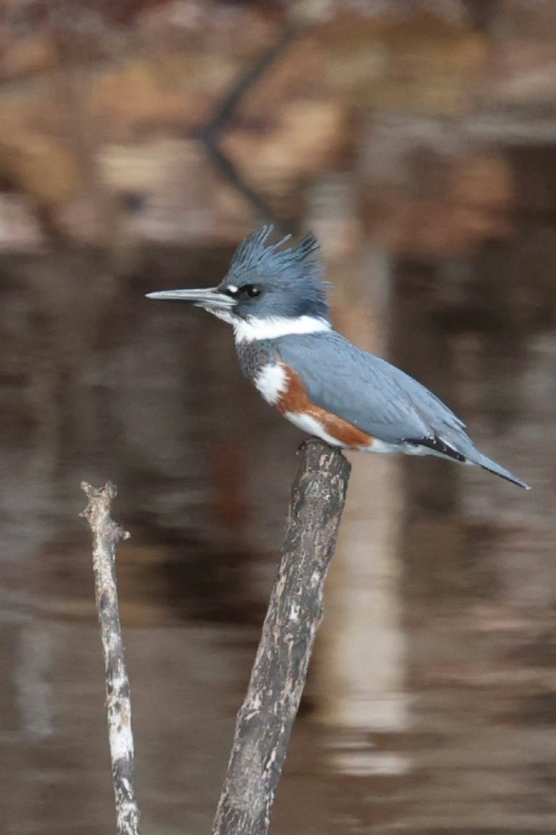Belted Kingfisher - ML645839187