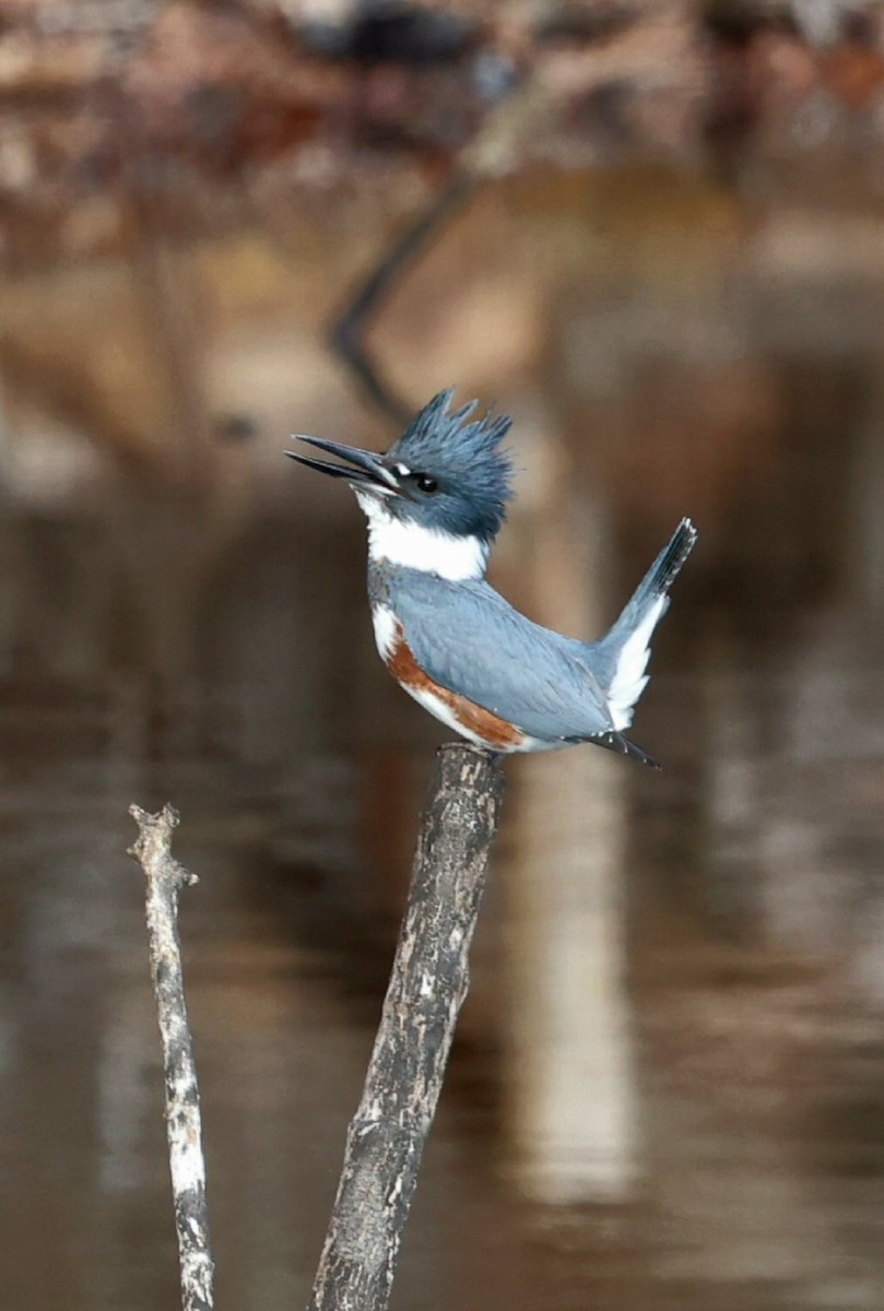 Belted Kingfisher - ML645839188