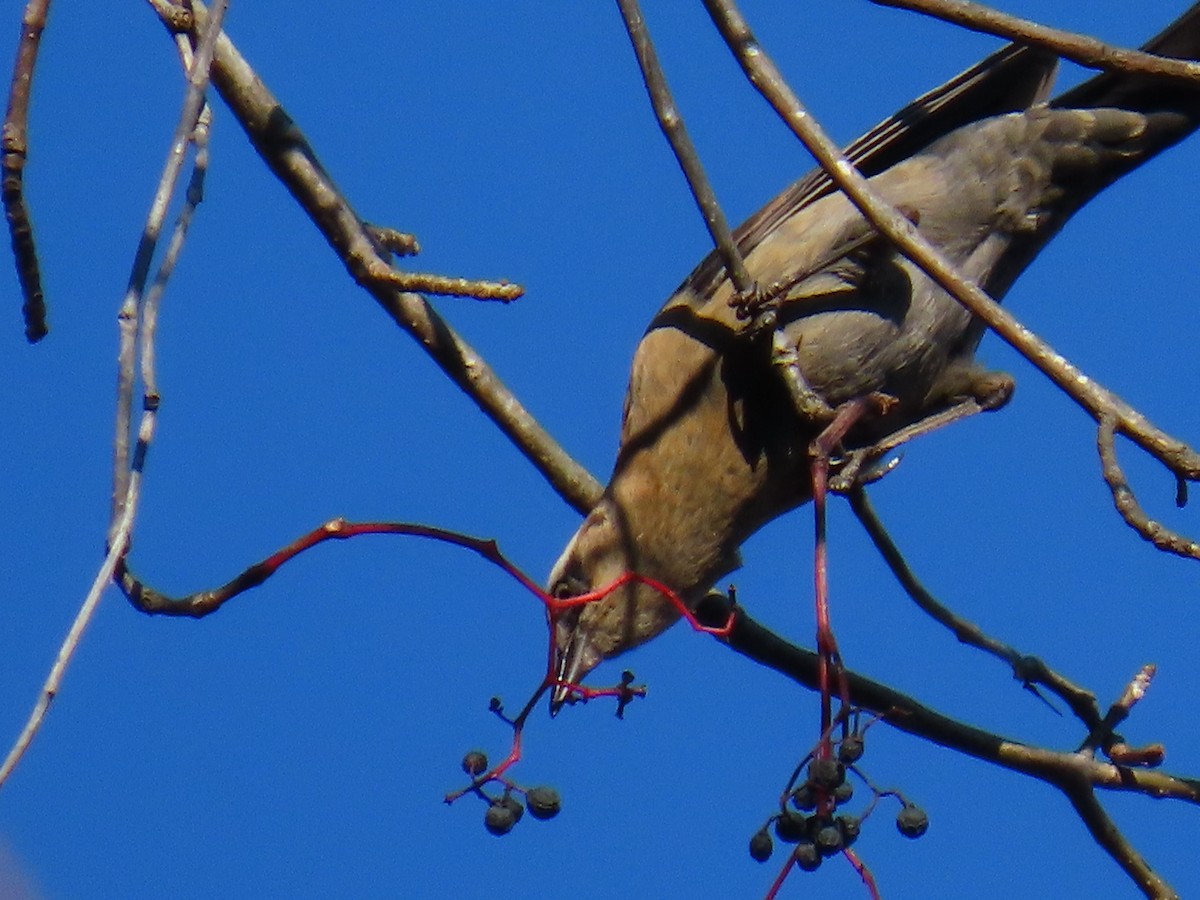 Rusty Blackbird - ML645839189
