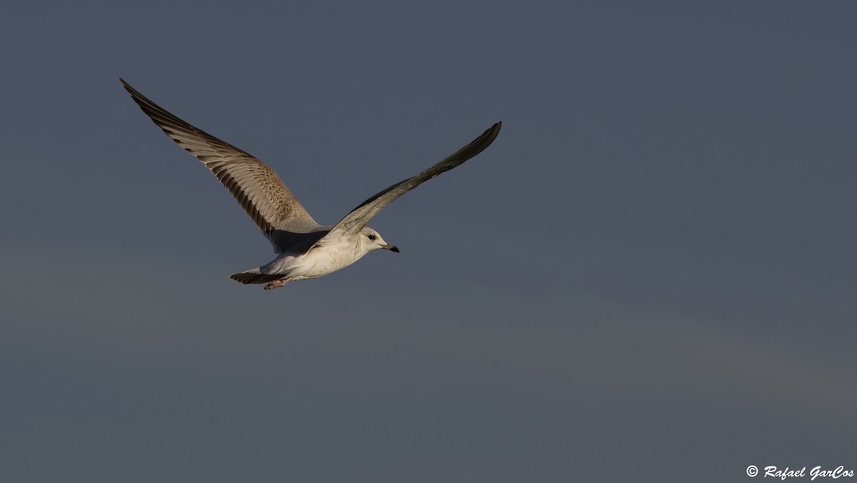 Common Gull - ML645839193