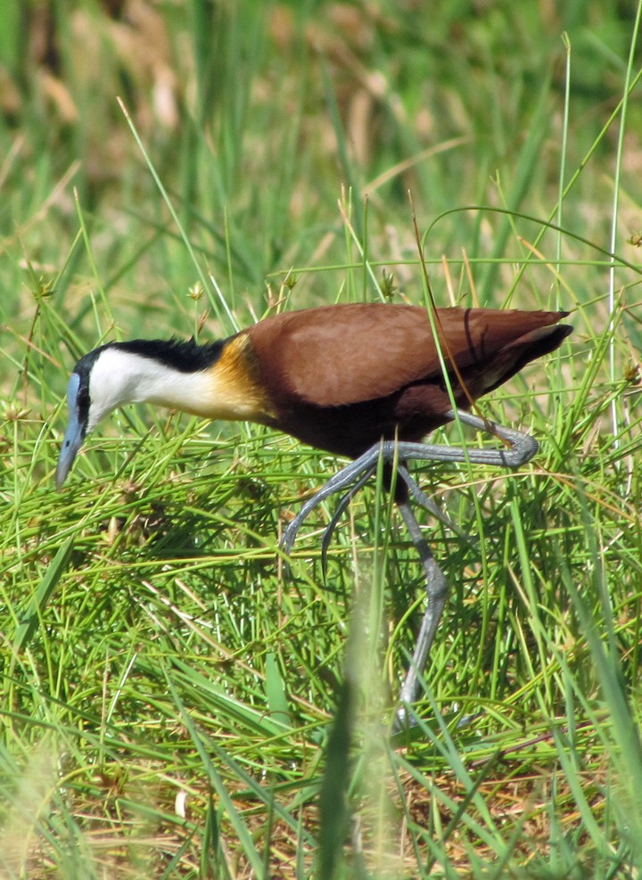 African Jacana - ML645839194