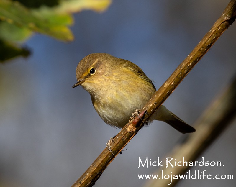 Common Chiffchaff - ML645839195