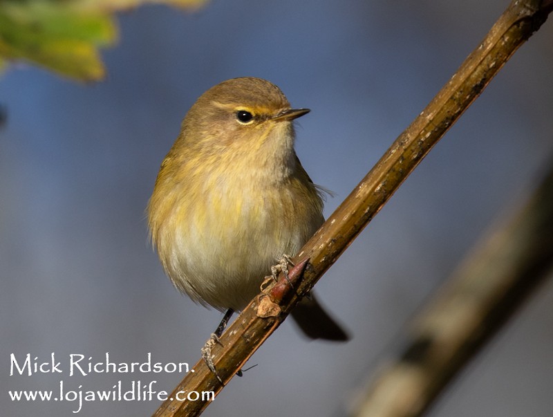 Common Chiffchaff - ML645839196