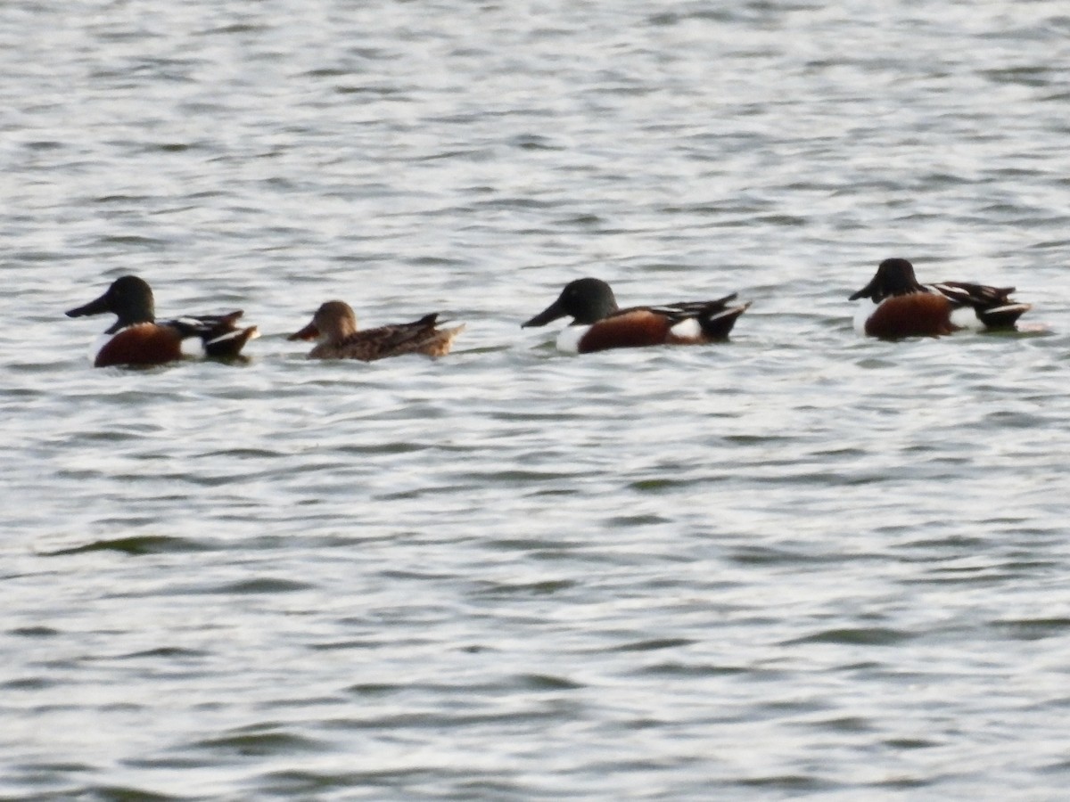 Northern Shoveler - ML645839197
