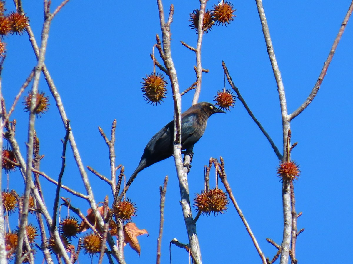Rusty Blackbird - ML645839198