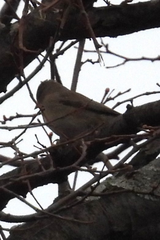 Dark-eyed Junco - ML645839199