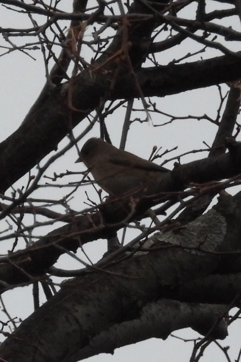 Dark-eyed Junco - ML645839200