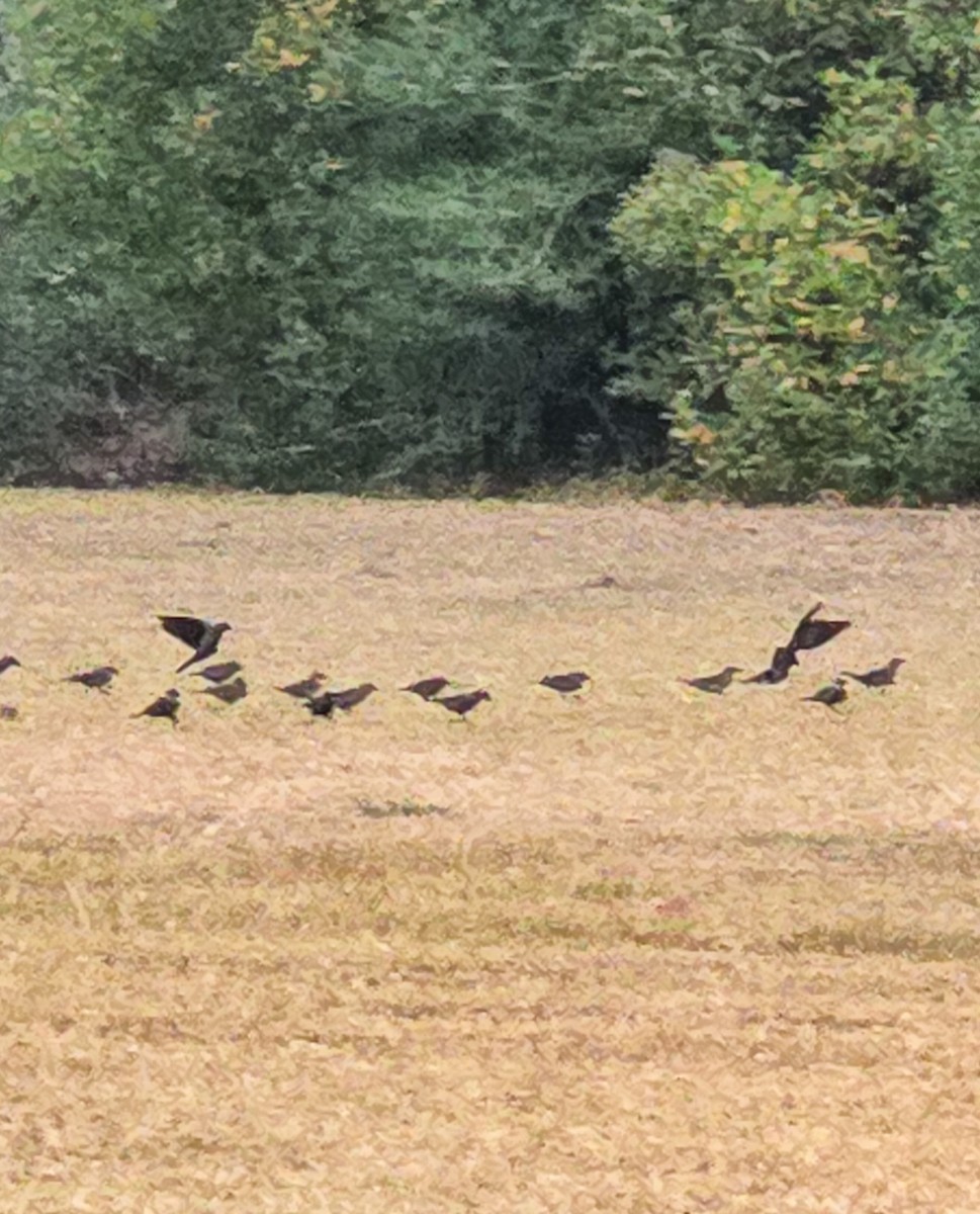 Braunkopf-Kuhstärling - ML645839201