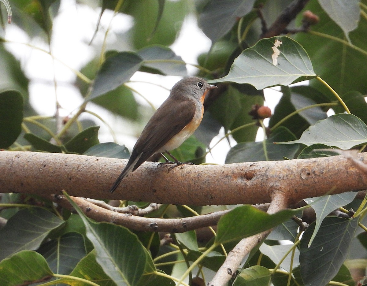 Red-breasted Flycatcher - ML645839205
