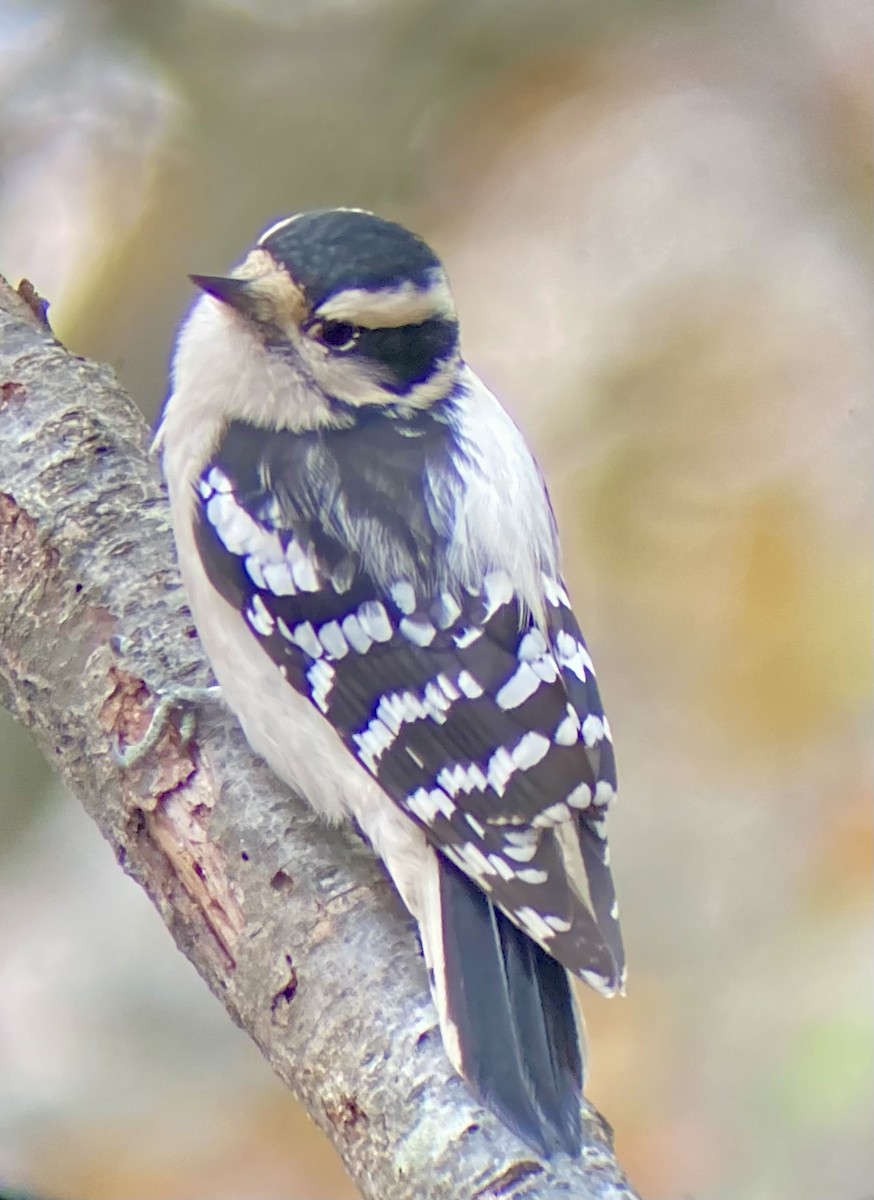 Downy Woodpecker (Eastern) - ML645839207