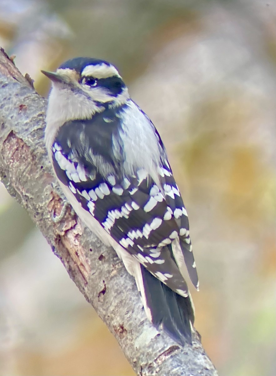 Downy Woodpecker (Eastern) - ML645839208