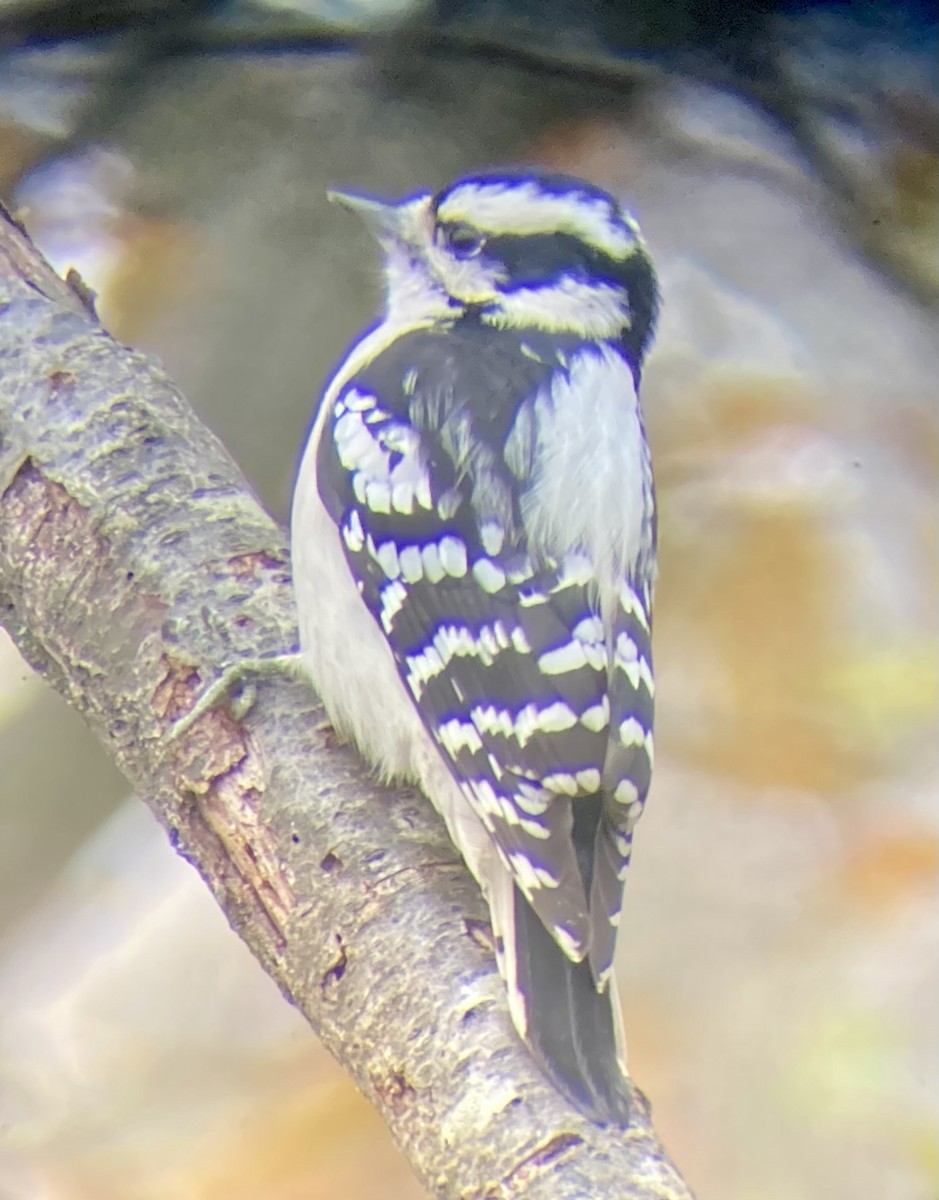Downy Woodpecker (Eastern) - ML645839209