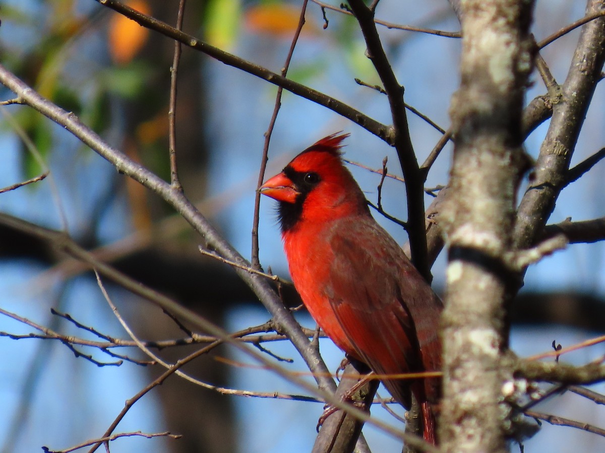Northern Cardinal - ML645839211