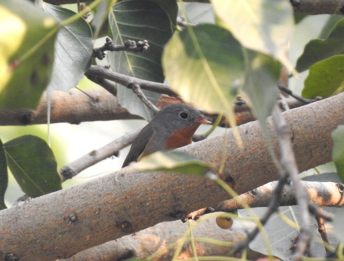 Red-breasted Flycatcher - ML645839212