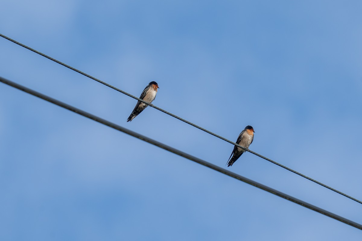 Pacific Swallow - ML645839213