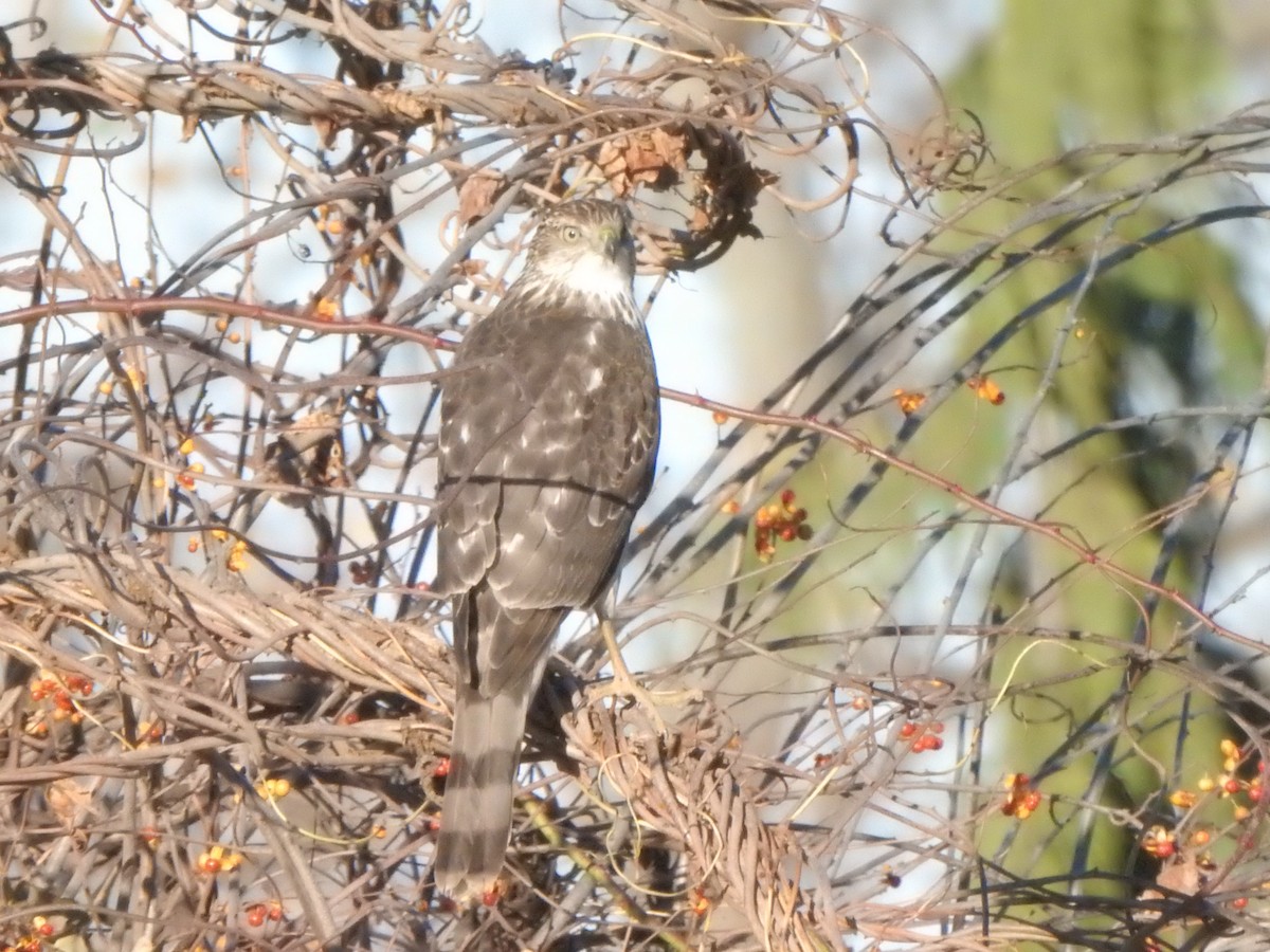 Cooper's Hawk - ML645839214